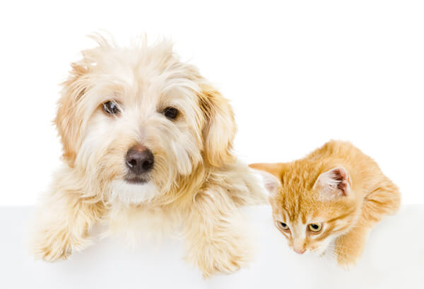 White dog and orange cat